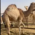 حشو كفوو حليب