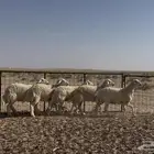 حريات صنف الصنف