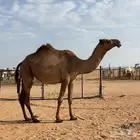 لقحه شعلا بكر