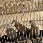 قماري للبيع