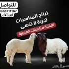 ذبايح بري تمايم خرفان ثلاجه مشروطه