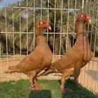 جوز حمام دنش اصفر صافي بولده مستوى فاخر