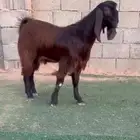 تيس قبرصي خصصصم