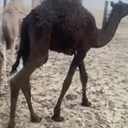 للبيع قعود فل