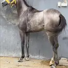 مهره شعبيه فرنسيه سبوق