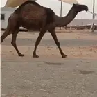 ابل جمله ضرايب والقحات