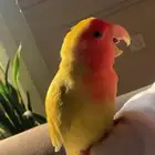 ذكر روز لاتينو رد فيس