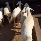 طليان ورخال العدد 15