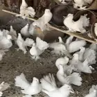 رقاص هندي ابيض صك