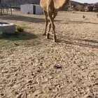 قعود يجذع شهر 7 احمر باتلي