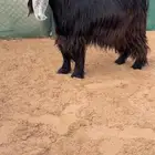 فحل عارضي خصم الخصممم (( تم البيع ))