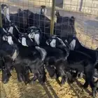 تيوس وجفار للبيع