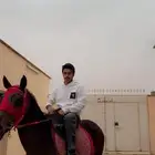 حصان سبوق للبيع