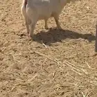 تيس قزم العمر سنة وشهرين