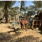حصان شعبي