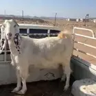 معزا حيل مساوي فل