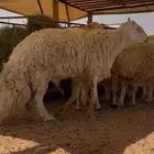 فحل حرش للبيع