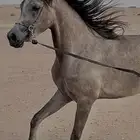 فرس شعبية كفو