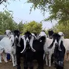 تيوس عارضيه وهرافا حرية