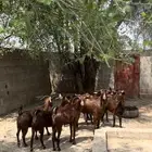 غنم دهم. معزا دهم ( تم البيع