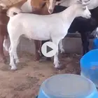 اربعة تيوس ذبايح للبيع