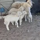 طلي حري فحل مشروط
