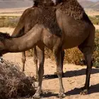 ابل سواحل(تم البيع )