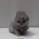 قطط سكوتش كيتن للبيع