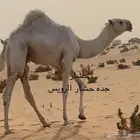 قعود مشرور فحل