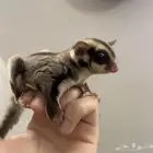 زوج سنجاب الطائر اعمارهم قريب السنه مع ملحقاتها