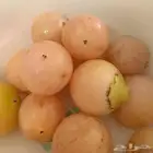 شتلات البمبر