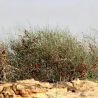 بذور ارطاء النقاوى النادر