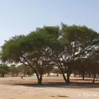 بذور سيال شبهان العملاق