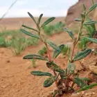 بذور رقروق منبت الفقع الزبيدي للبيع