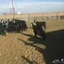 للبيع معزا عوارض