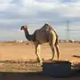 ولد اليورو