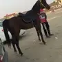 حصان مصري شيخ 