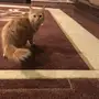 قطوه للبيع عمرها شهرين ونصف 