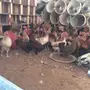 دجاج بياض