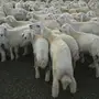 طليان ورخال حريه ...