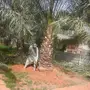 زرعه انخيل وتركيب شبوك