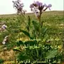 محتاج حوار