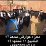 معزاء عوارض مراح قديم 