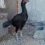 دجاجه باكستانيه اسود صك 