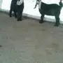 ثلاث تيوس عوارض للبيع