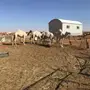 حشوان قصب للبيع