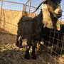 عنز عارضيه حليب 