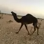بكره مفروده