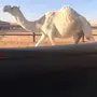 لقحه كفو  ملاقي 
