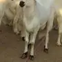 خميس مشيط